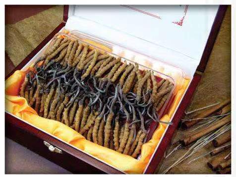 德惠冬虫夏草回收